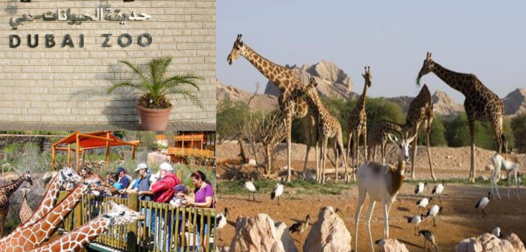 best zoo to visit in dubai