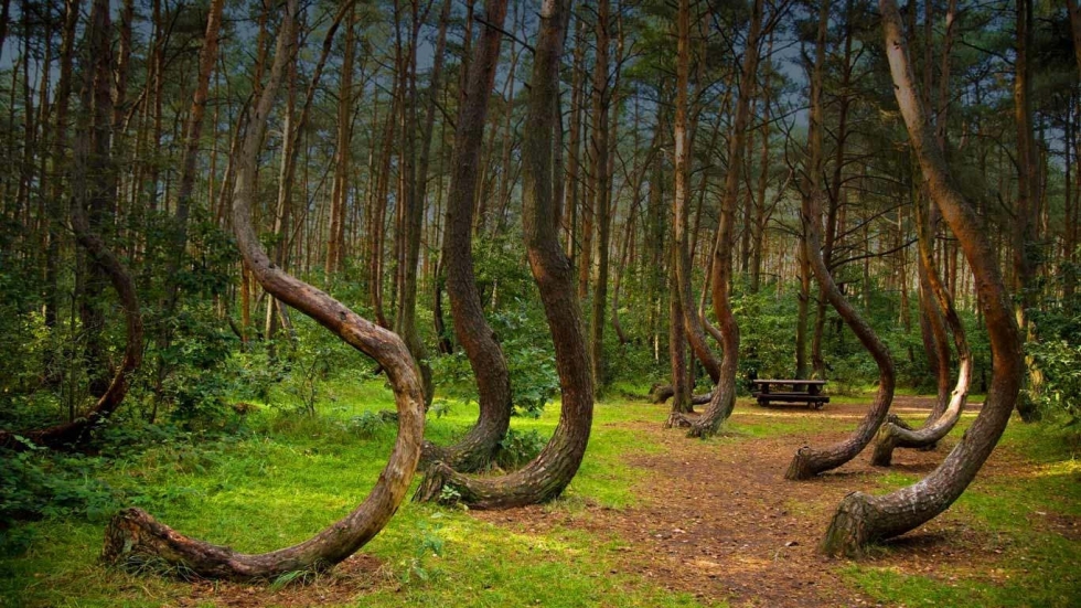 Crooked Forest in Szczecin Poland Explore Beautiful Hidden Places in the Whole World Beautiful Global
