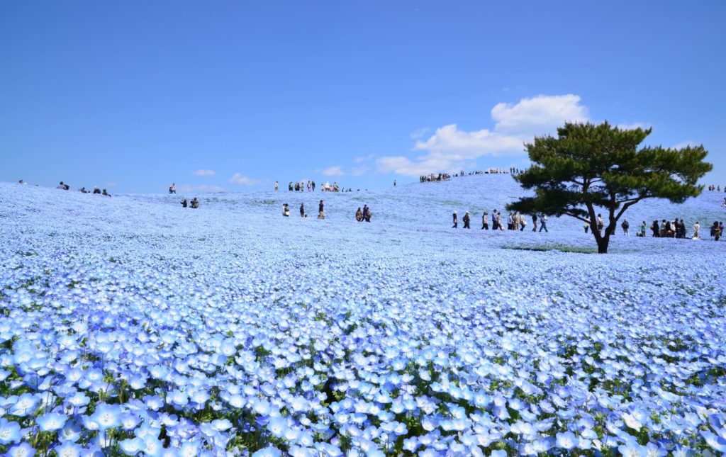 Hitachi Seaside Park Japan Explore Beautiful Hidden Places in the Whole World Beautiful Global