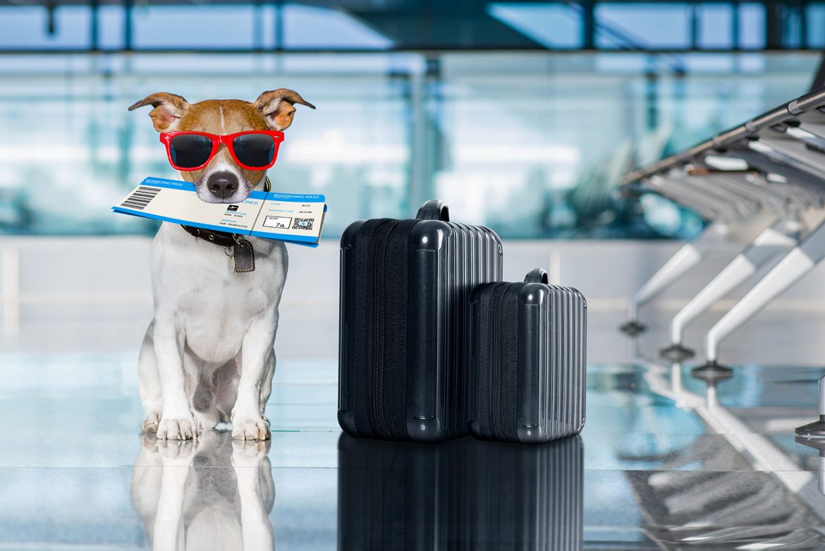 long term travel pets