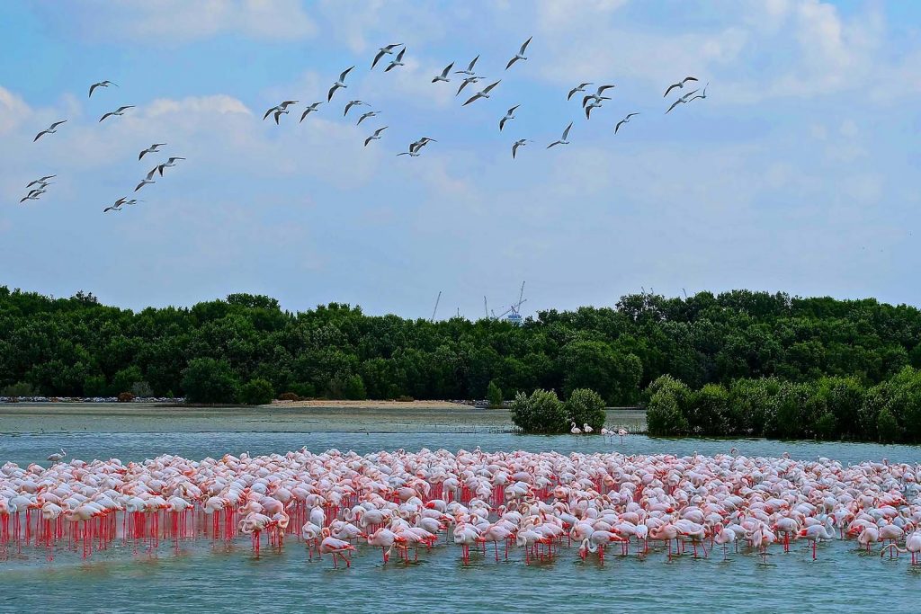 Ras Al Khor Wildlife Sanctuary 7 places to visit in Dubai this year at a lesser price Beautiful Global