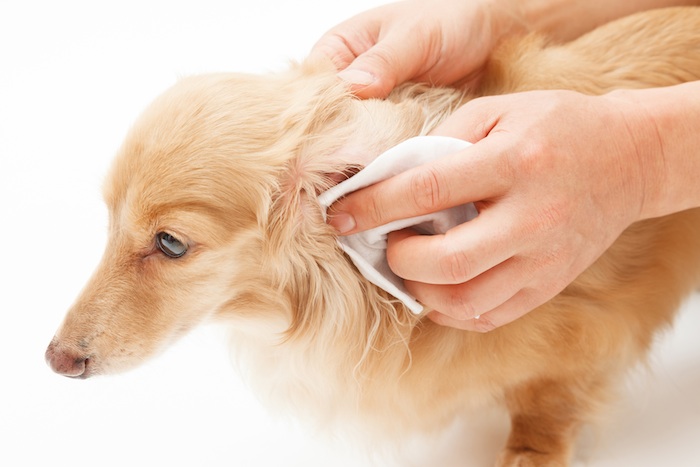 Ear and Eye Care Dog Grooming