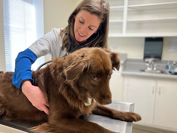 Early Detection of Health Issues in Dogs
