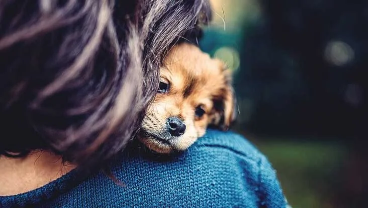 Emotional Connection Dog Grooming