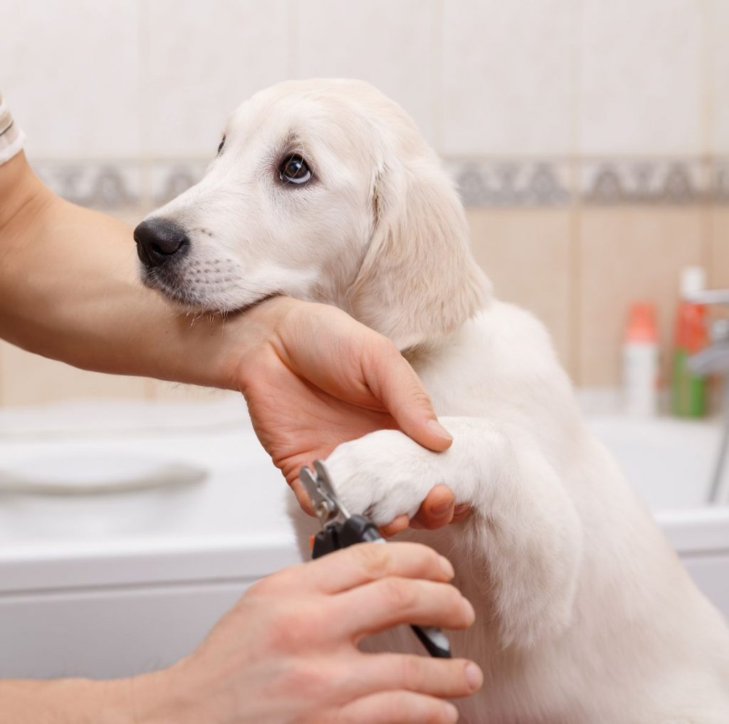 Nail Care Dog Grooming